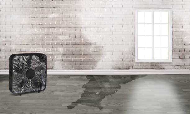 Best Water damage cleanup near me  in Ansted, WV